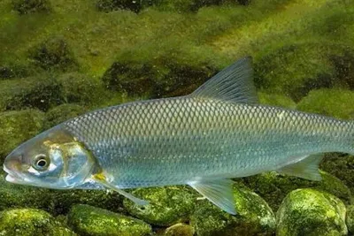 Море Рыбы - 🐟Кутум — ценная промысловая рыба Среднего и Южного Каспия.🌊  😋Считается редким и деликатесным!Его мясо обладает высокими вкусовыми  качествами.👌🏼 ⠀ 🇮🇷 Особенно высоко ценится он в Иране, где  употребляется в