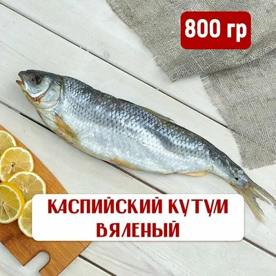 Креветки и Рыба Приморск - Сегодняшняя партия. #Кутум и #Креветки | Facebook