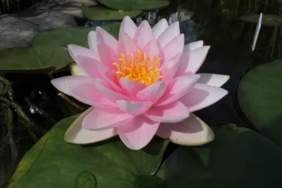 Кувшинка, нимфея розовая «Hollandia» - Сад на воде