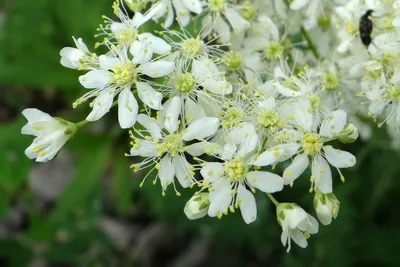 Лабазник обыкновенный (Filipendula vulgaris)