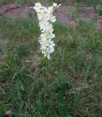 Лабазник обыкновенный (Filipendula vulgaris)