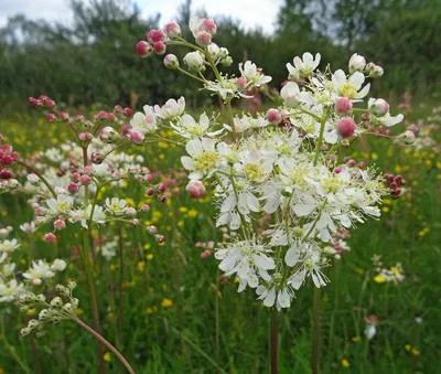 Лабазник обыкновенный: купить в Москве саженцы Filipendula vulgaris в  питомнике «Медра» по цене от 550 руб