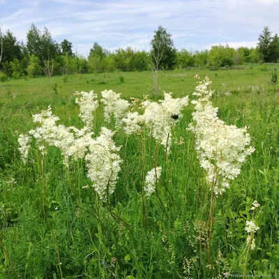 Лабазник обыкновенный 'Plena' (Filipendula vulgaris 'Plena')