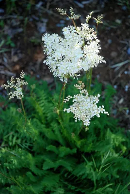 Лабазник обыкновенный (Filipendula vulgaris)