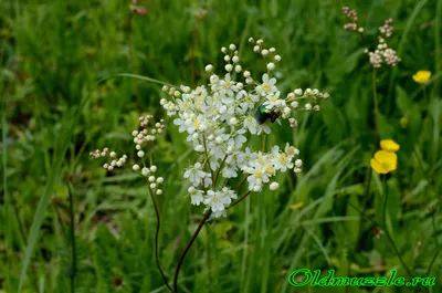 Лабазник обыкновенный (Filipendula vulgaris)