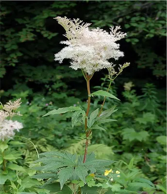 Лабазник обыкновенный 'Plena' (Filipendula vulgaris 'Plena')