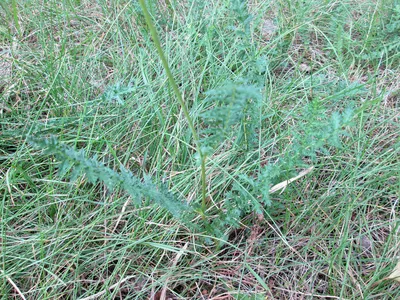 Лабазник обыкновенный Filipendula vulgaris, корень