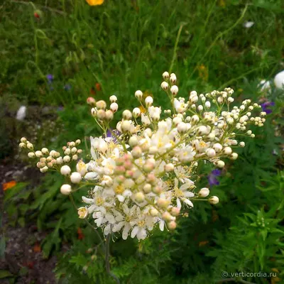 Вертикордия — Лабазник обыкновенный (Filipendula vulgaris)