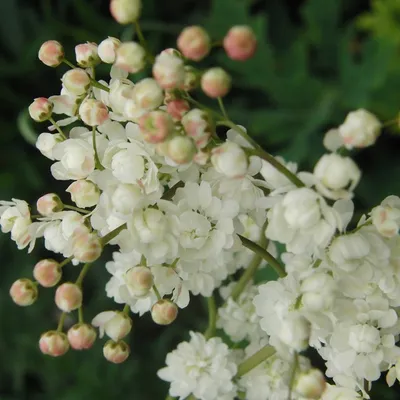 Вертикордия — Лабазник обыкновенный (Filipendula vulgaris)