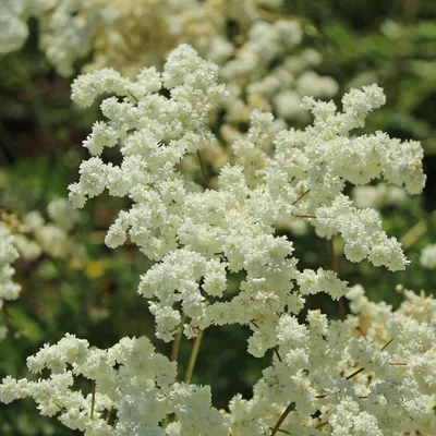 Лабазник обыкновенный (Filipendula vulgaris)