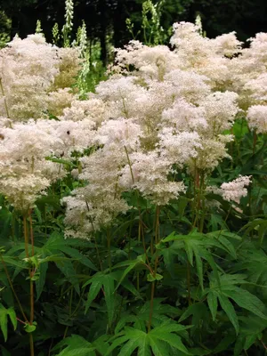 Filipendula vulgaris «Plena» / Лабазник обыкновенный «Plena» | Атлас  цветущих растений