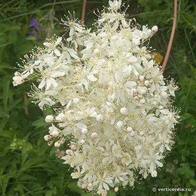 Лабазник обыкновенный 'Plena' (Filipendula vulgaris 'Plena')