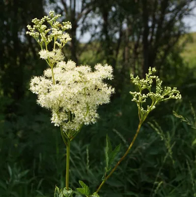 Вертикордия — Лабазник обыкновенный (Filipendula vulgaris)