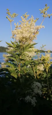 Лабазник вязолистный или Таволга вязолистная (Filipendula ulmaria Maxim.)