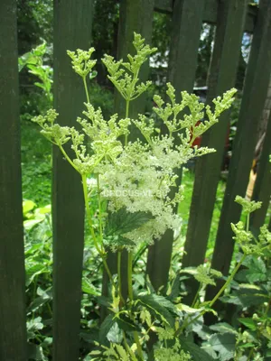 Лабазник обыкновенный (Filipendula vulgaris)