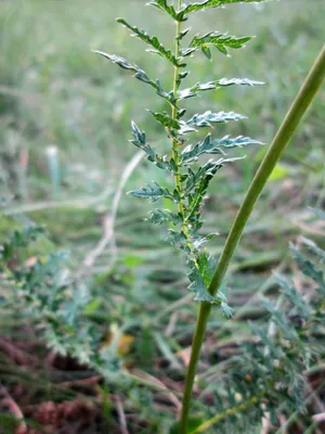 Лабазник обыкновенный (Filipendula vulgaris)