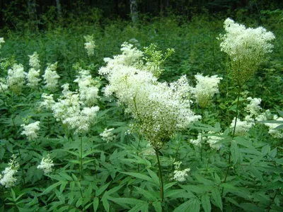 Вертикордия — Лабазник обыкновенный (Filipendula vulgaris)