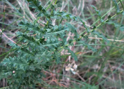 Лабазник обыкновенный (Filipendula vulgaris)