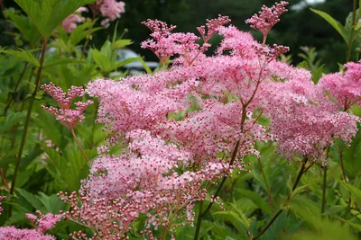 Лабазник обыкновенный (Filipendula vulgaris)