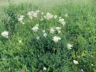 Лабазник красный Венуста: купить в Москве саженцы Filipendula rubra Venusta  в питомнике «Медра» по цене от 480 руб