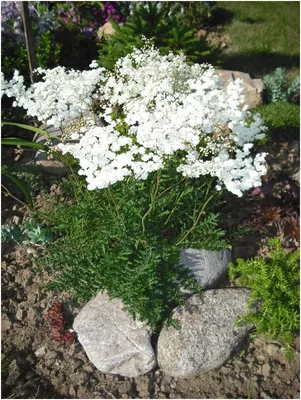 Лабазник обыкновенный (Filipendula vulgaris)