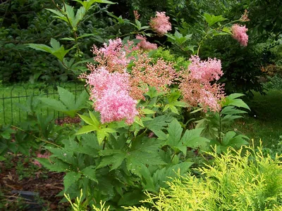 Царица лугов — Лабазник вязолистный (Filipendula ulmaria) – Народные проекты