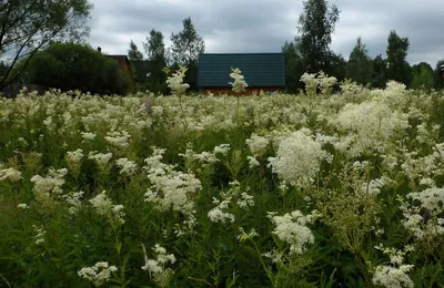 Лабазник обыкновенный (Filipendula vulgaris)