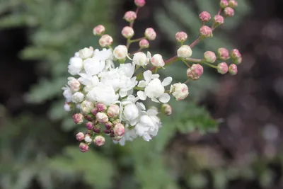 Лабазник обыкновенный 'Flore Pleno' (Filipendula vulgaris 'Flore Pleno') -  Северная Флора