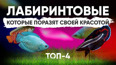 Петушки (лат. Betta) — род лабиринтовых рыб из семейства макроподовых |