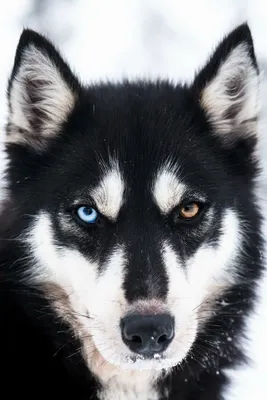 Портрет сибирской лайки с голубыми глазами Стоковое Фото - изображение  насчитывающей собака, красивейшее: 99707162