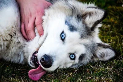 Отчего у собак бывают голубые глаза | Мир домашних животных | Дзен