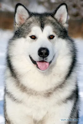 Husky Собака С Разными Глазами. Черно-белая Лайка. Браун И Голубые Глаза.  Фотография, картинки, изображения и сток-фотография без роялти. Image  70944089