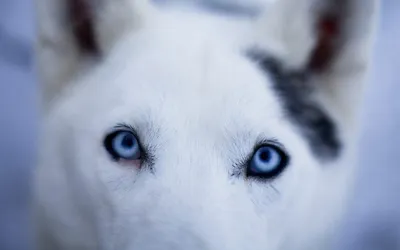 Husky Собака С Разными Глазами. Черно-белая Лайка. Браун И Голубые Глаза.  Фотография, картинки, изображения и сток-фотография без роялти. Image  70940623