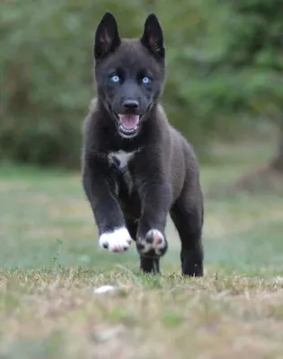 WEST-SIBERIAN LAIKA | Russian working hunting breed | Spitz breeds, Dogs,  Hunting dogs