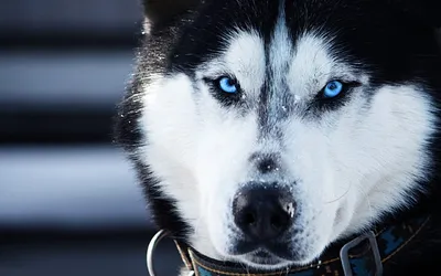 1 января в селе Кугульта пропала собака. Белая лайка, пушистая, голубые  глаза. Собака не агрессивная, но пугливая. Убежала с ошейником, на… |  Instagram
