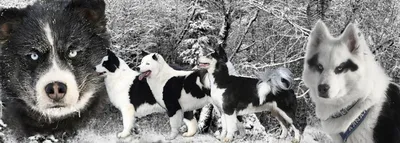 Сибирская лайка с красивыми голубыми глазами Портрет конца-вверх бежевой и  белой милой и счастливой сибирской сиплой собаки Стоковое Изображение -  изображение насчитывающей счастливо, собач: 153155995