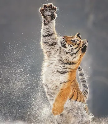 Тигр с когтями - картинки и фото koshka.top