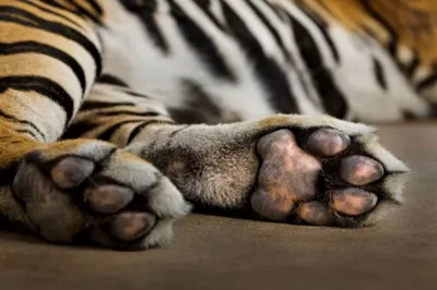 Лапы Тигра — стоковые фотографии и другие картинки Тигр - Тигр, Лапа,  Ступня животного - iStock