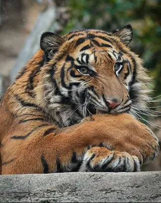 Лапа тигра рисунок - 56 фото