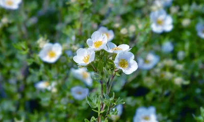 Лапчатка кустарниковая \"Дейдаун\"/ Potentilla fruticosa \"Daydawn\" - Лапчатка  для выращивания в Подмосковье - купить саженцы