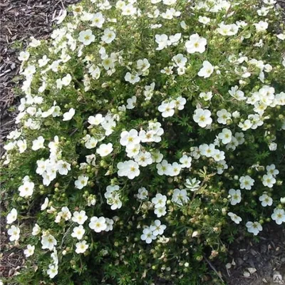 Лапчатка кустарниковая Potentilla fruticosa \"Snowflake\" : С15 | Сибирские  газоны - Сибирские газоны