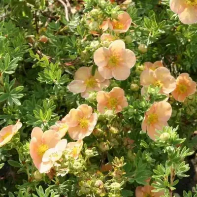 Лапчатка кустарниковая: многообразие видов, сортов и цветов | Блог  профессионала в питомнике растений \"АгроСАД\"