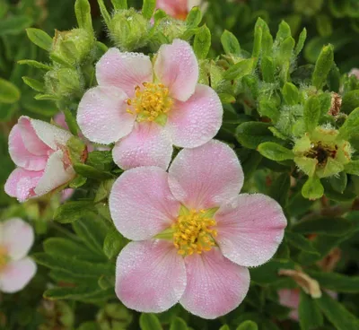 Лапчатка кустарниковая Лавли Пинк. (Potentilla fruticosa Lovely Pink) Р9  купить в интернет-магазине ЦВІТСАД с доставкой по Украине