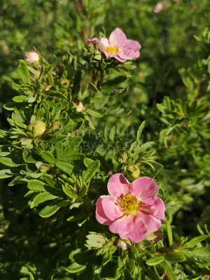 Лапчатка кустарниковая Lovely pink