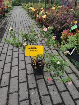 Лапчатка кустарниковая Лавли Пинк (Lovely pink) купить в городе Москва