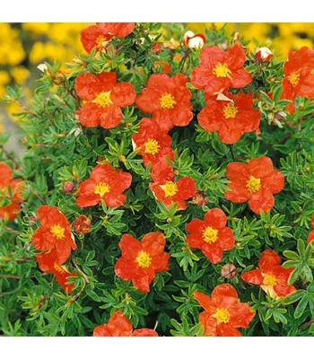 Лапчатка кустарниковая Лавли Пинк | Potentilla fruticosa Lovely Pink (C5)