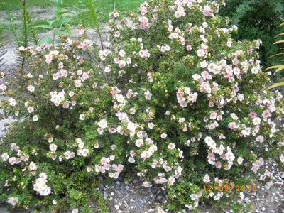 Купить Лапчатка Пинк Квин Potentilla fruticosa Pink Queen - в питомнике  Флорини