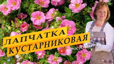 Лапчатка кустарниковая Лавли Пинк - купить с доставкой почтой, оптом и в  розницу, цены, фото - интернет-магазин Dolina-Sad.Ru