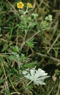 Лапчатка серебристая (Potentilla argentea)