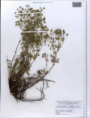 Растения Пензенской области: Лапчатка серебристая
